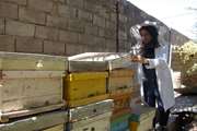شهرستان بم از مناطق مستعد جهت پرورش زنبور عسل می باشد